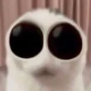 boioioioioing boioioioioing