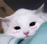 CE_Blush5 CE_Blush5
