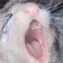 BunkaSad Discord Emoji