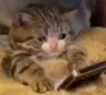 CE_CatPhoneSad CE_CatPhoneSad
