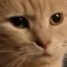 CE_Judgingu CE_Judgingu