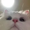 CE_Looking2 CE_Looking2