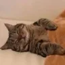 CE_Eepy CE_Eepy