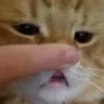 CE_Boop CE_Boop
