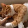 CE_NoseBoop