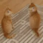 CE_Attac CE_Attac