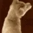 CE_DogHeadTwist