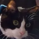 cleoexcuseme