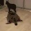 CE_Racoon4