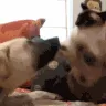 CE_grrrr
