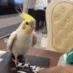 CE_BirdDance CE_BirdDance