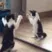 CE_CatMirror
