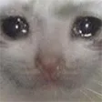sadcat sadcat