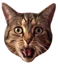 gaspcat