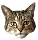 disappointmentcat