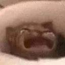 sadlythiscatiscrying