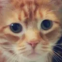 Catofwhy Discord Emoji