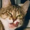 Catofdisgust Discord Emoji