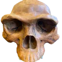 skull2