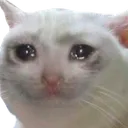 Sadcatto SadCatto Discord Emoji