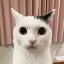 Mhyco Mhyco