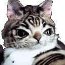 hardcat Discord Emoji