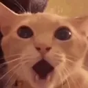 WHAT_WHERE_WHO