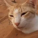 sandcat