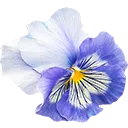 purplepansy