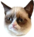 Grumpycat Grumpycat Discord Emoji