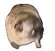 TV_pug