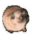 TV_pugslow TV_pugslow
