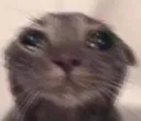 sadcattt