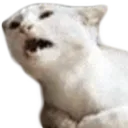 augh