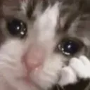 sad_cat