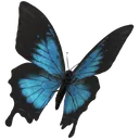 blue_butterfly