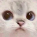 AvaEyes