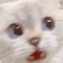 CatWhut Discord Emoji