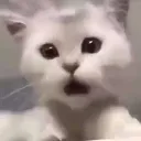 Cat Shook catshook Discord Emoji