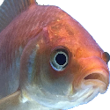 GoldfishSad