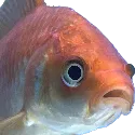 GoldfishSad