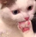 thinkingcat thinkingcat