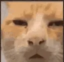 Say_That_Again_Please Say_That_Again_Please