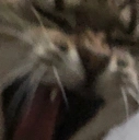 screamcat Discord emoji