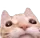 HJC_GoodCat