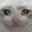 SadCat