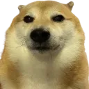 StareDawg