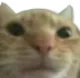 Catbruh catbruh Discord Emoji
