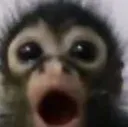 macacO