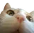 kittysurprised Discord Emoji